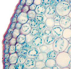 Zelle unseres Körpers